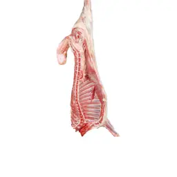 Half Naeemi Sheep